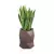 Sansevieria gwinejska w donicy MODENA corten