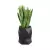 Sansevieria gwinejska w donicy MODENA