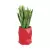 Sansevieria gwinejska w czerwonej donicy MODENA