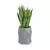 Sansevieria gwinejska w szarej donicy MODENA