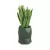 Sansevieria gwinejska w zielonej donicy MODENA