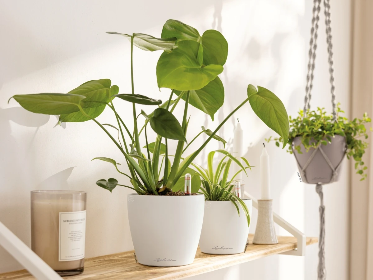 małe białe doniczki na szafkę lechuza classico color 12, 14