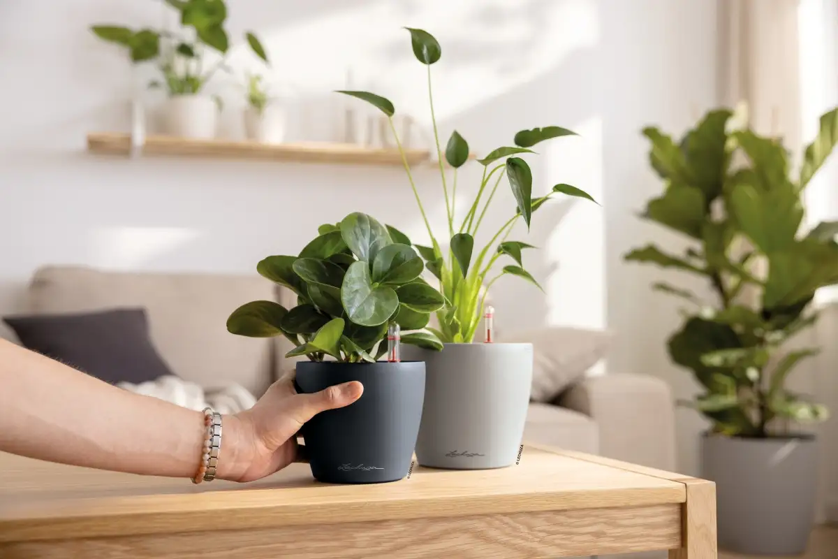 małe doniczki lechuza classico 12 cm, 14 cm