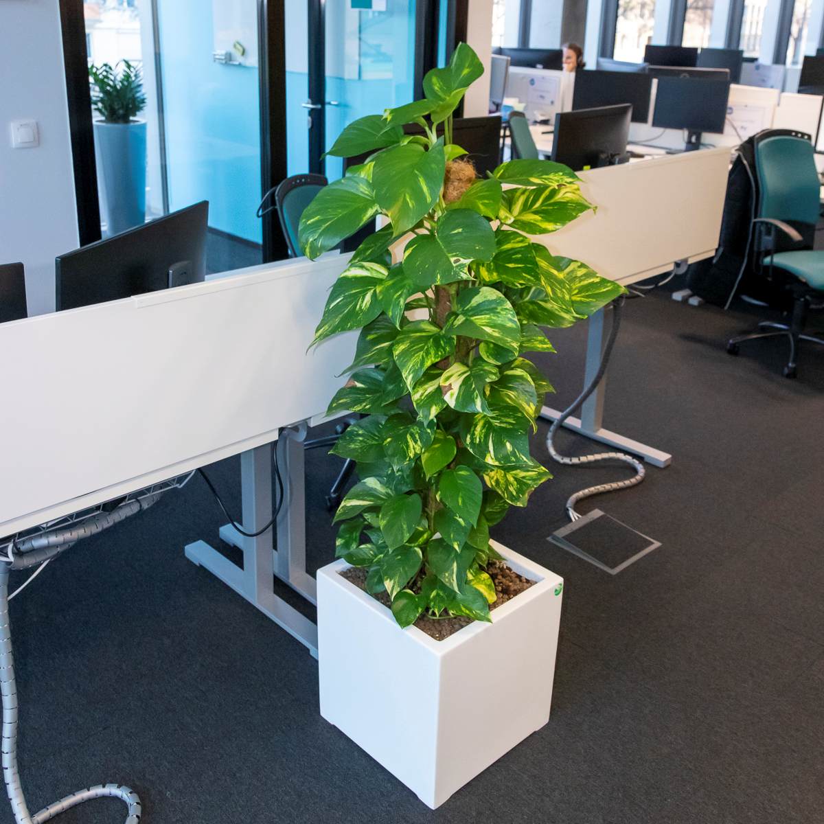 Roślina do biura w białej donicy biurowej