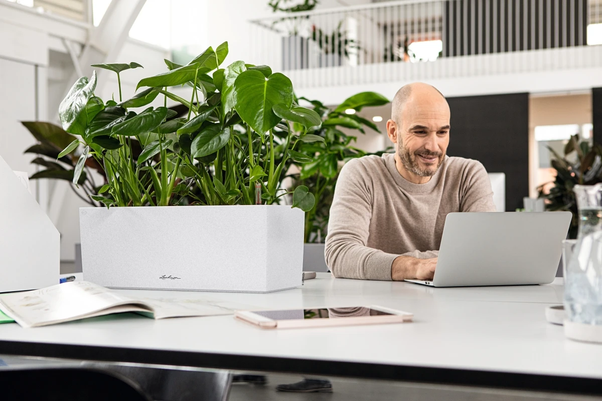 biała doniczka na biurko