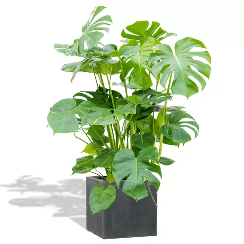 Donica D92B grafitowy beton z monsterą