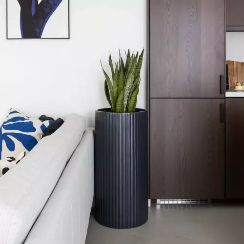 Sansevieria w antracytowej donicy ZADORA Classic RC80