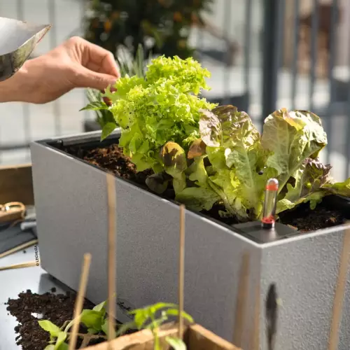 Nowalijki w donicy BALCONERA Stone 40