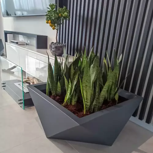 Donica Vendetta w kolorze antracyt mat i Sansevieria laurenti