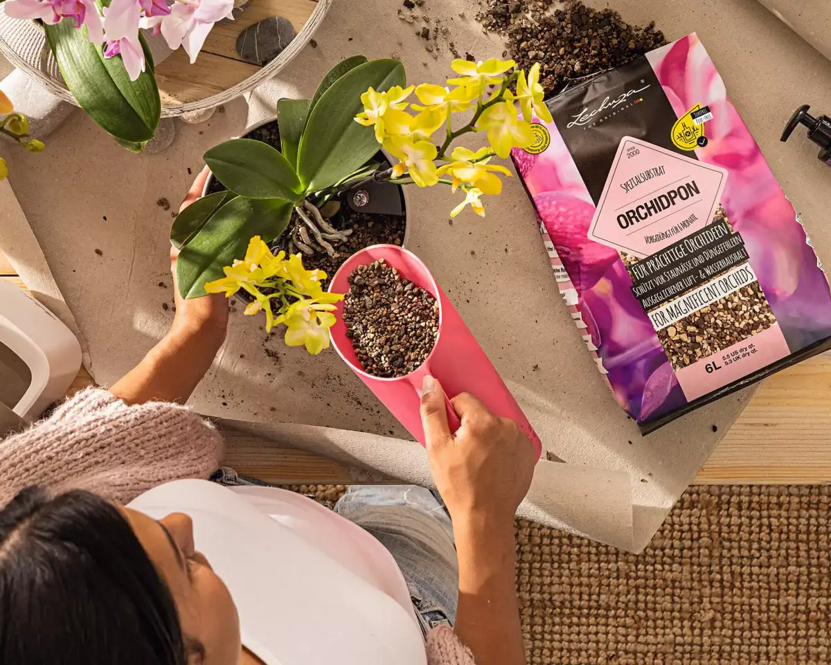 podłoże do storczyków orchideii