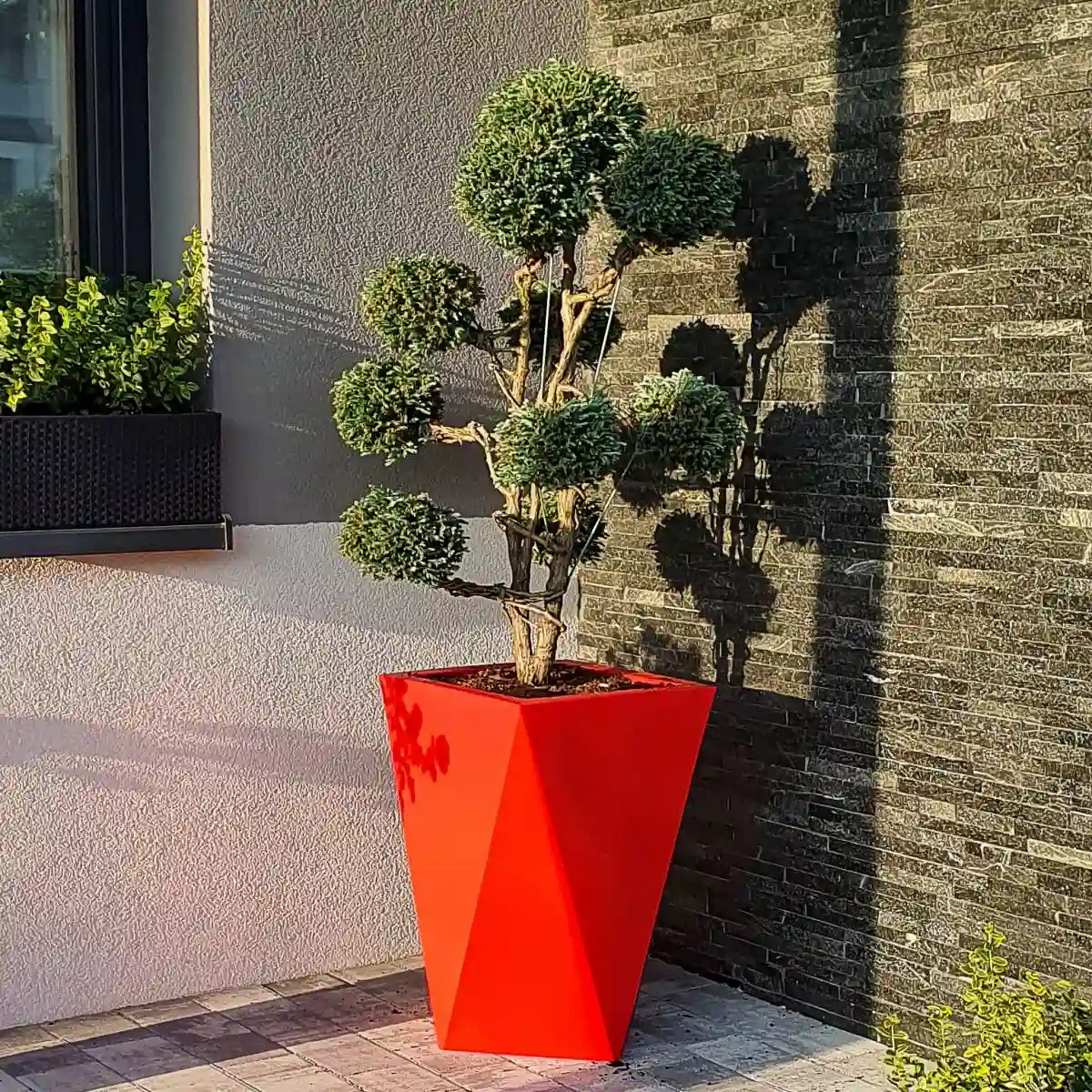 czerwona donica vaso monumo jałowiec jak bonsai