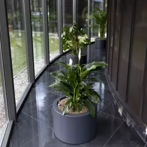 Skrzydłokwiat w okrągłej grafitowej donicy