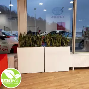 Donice do salonu 75x28x75 cm + Sansevieria Laurenti
