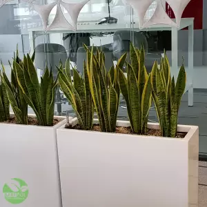 Donica D972A w nowoczesnym biurze z Sansevieria Laurenti