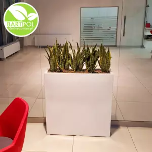 Duża donica 90 cm + Sansevieria Laurenti