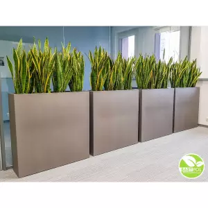 Duża donica ścianka D972C + Sansevieria w biurze