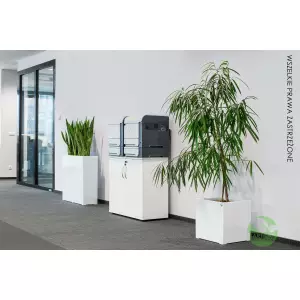 Donica do biura D992B w kolorze biały połysk i Fikus bennendijkii