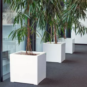 Białe kwadratowe donice z fikusami w biurze