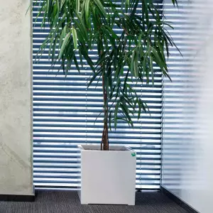 Fikus bennendijkii w kwadratowej donicy D992B w biurze