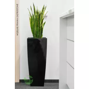 Czarna nowoczesna donica D106D z Sansevieria w biurze