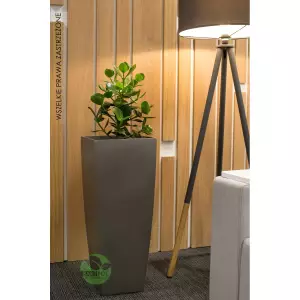Szara nowoczesna biurowa donica D106D z Clusia