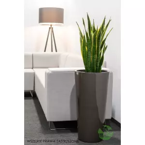 Grafitowa donica do biura D208D i języki teściowej - wężownica