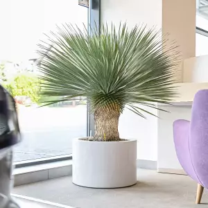 duża juka rostrata w białej okrągłej donicy