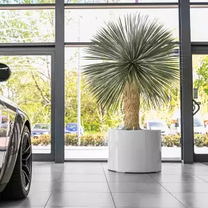 wielka okrągła donica do juki