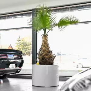 ogromna okrągła donica do palmy