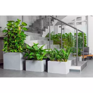 Rośliny do biura, łatwe w uprawie w donicach