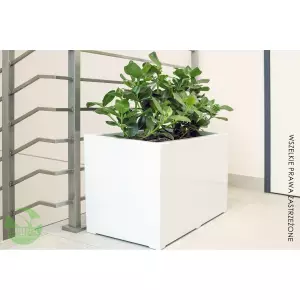 Donica + Clusia w korytarzu