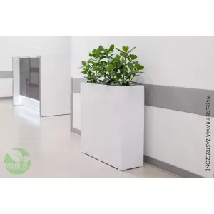 Elegancka biała donica D972A do biura + Clusia