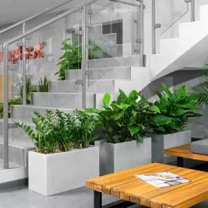 Popularne rośliny ozdobne w donicach