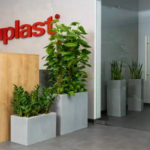 Epipremnum (Scindapus) i Zakiokulkas w donicach do biura