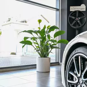 okrągła elegancka biała doniczka 40 cm