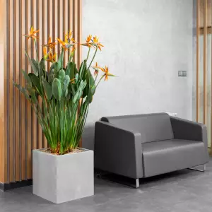 Strelicja królewska w donicy betonowej w biurze