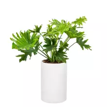 Donica z włókna szklanego D101C biały połysk