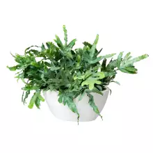 Donica z włókna szklanego D108A biały połysk