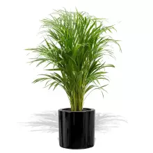 Donica z włókna szklanego D901B czarny połysk