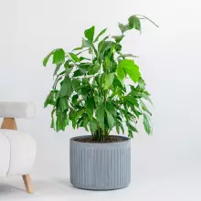 Donica z włókna szklanego LEO33 szary beton