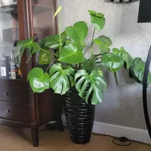 monstera dziurawa w czarnej okrągłej donicy D7087C