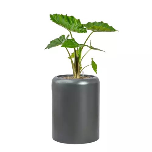 Alokazja w donicy AMBIENTE 60 antracyt mat