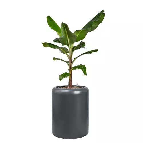 Bananowiec w donicy AMBIENTE 70 antracyt mat
