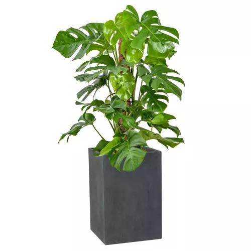 Monstera w donicy D100C w kolorze grafitowego betonu
