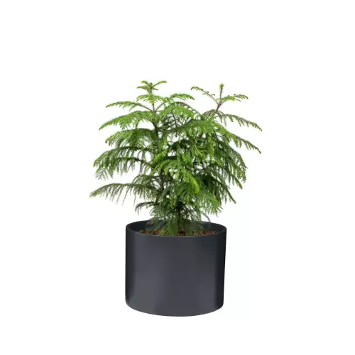 Araukaria w donicy D101A antracyt mat