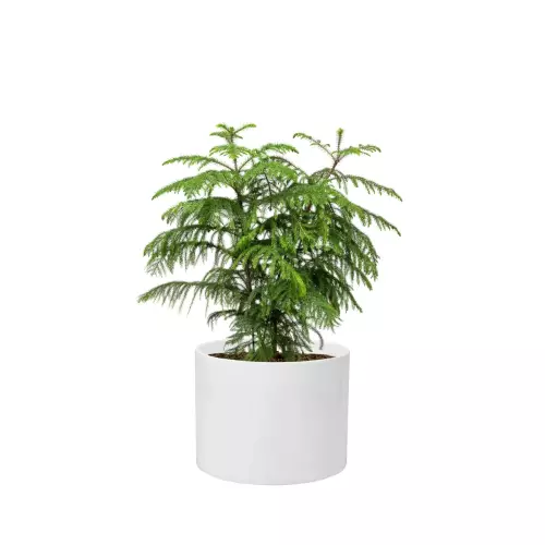 Araukaria w donicy D101A biały połysk