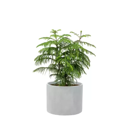 Araukaria w donicy D101A szary beton