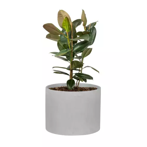 Fikus robusta w donicy ZADORA Classic D101A szary beton