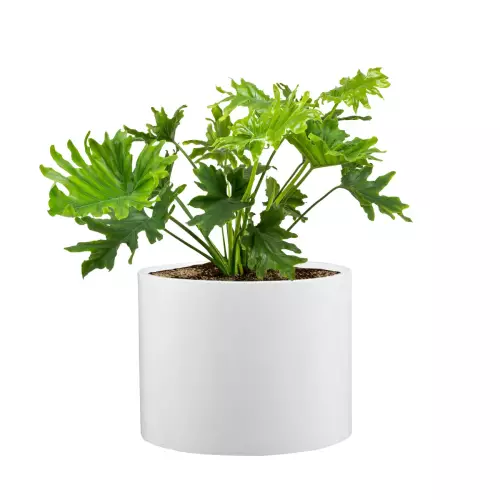 Filodendron w białej donicy ZADORA Classic D101A