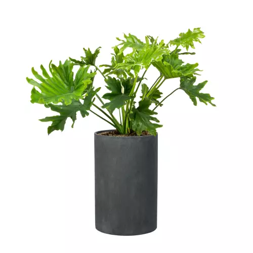 Filodendron w donicy D101C grafitowy beton